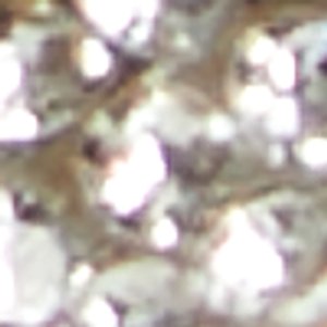 Shimma - Image 8