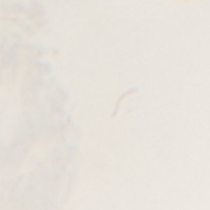 Duolink - Image 2