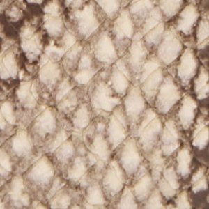 Alosia - Image 5